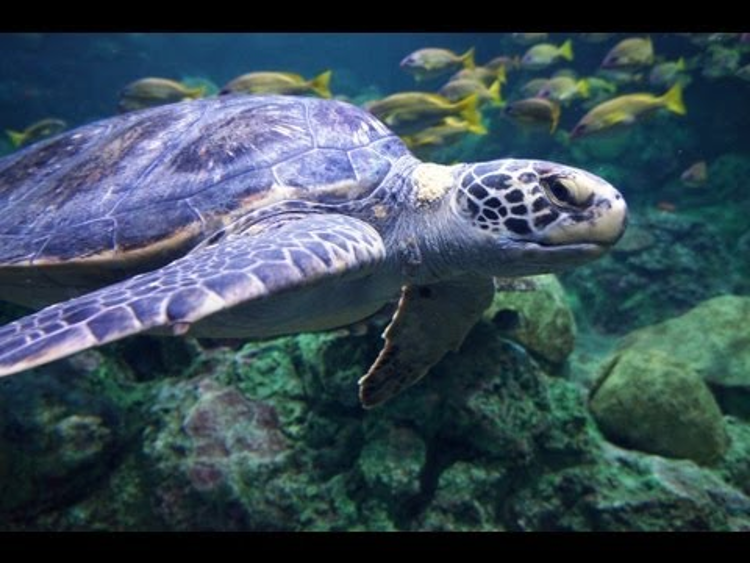 Морская черепаха в океанариуме. Кама Черепашье.
